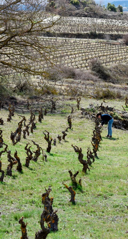 Sierra de Toloño La Dula Garnachas de Altura Provinum