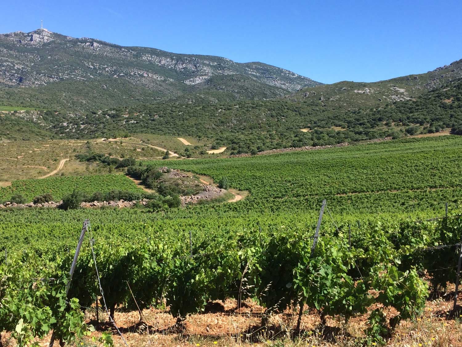 Languedoc-Roussillon-vingård