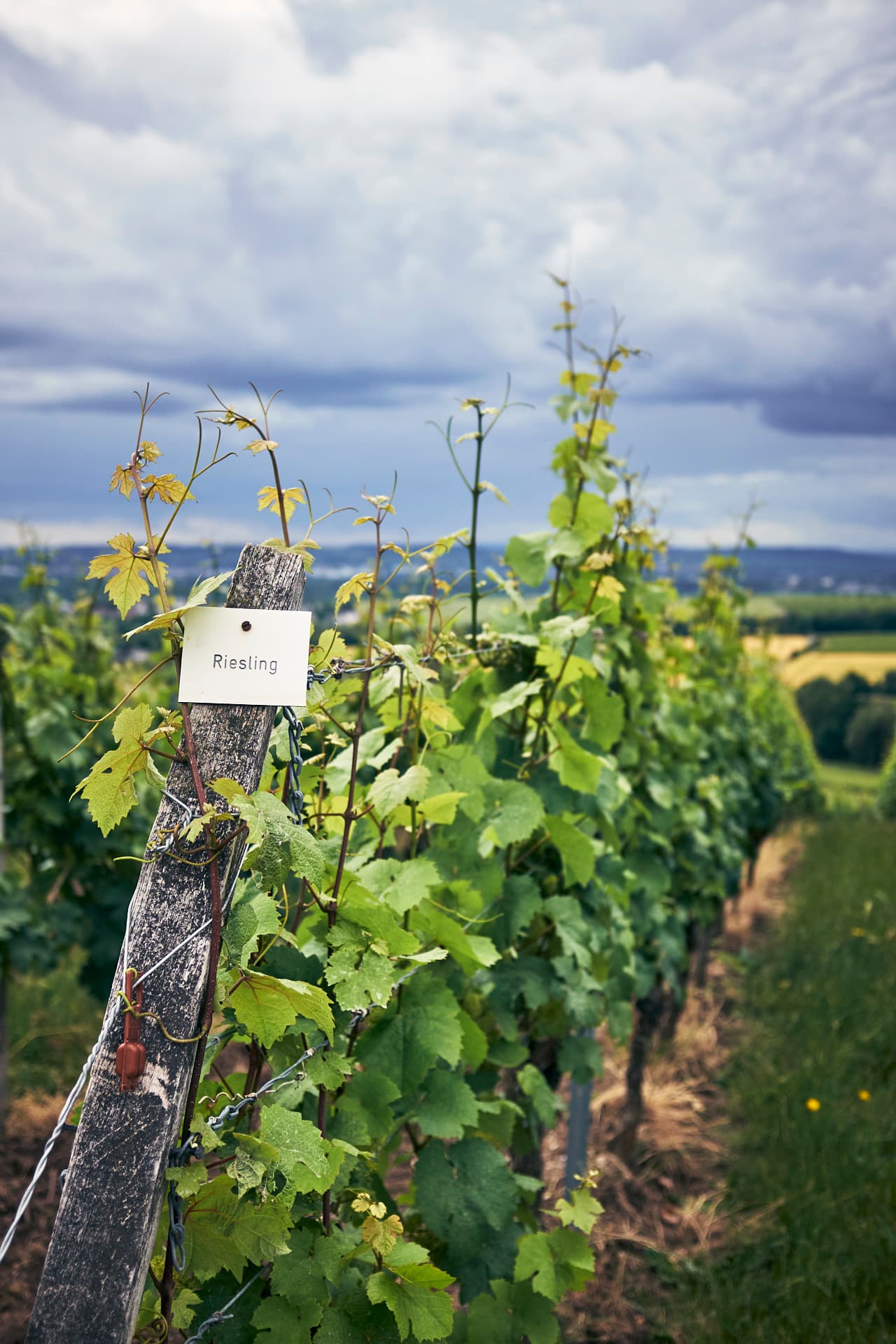 Riesling-vinstockar-kloster-eberbach-Rheingau