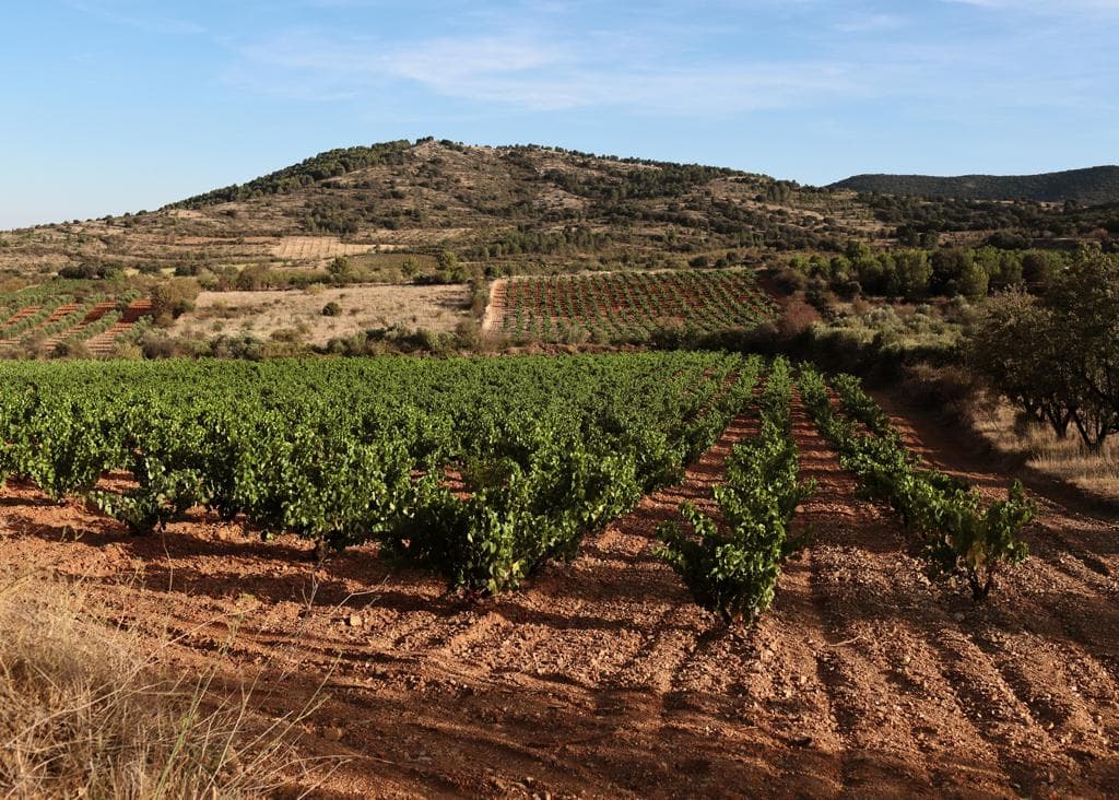 Domaine Boris Champy