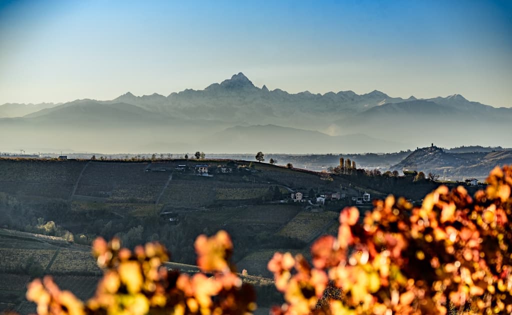 vineyards-cantina-rizzi-treiso-piedmont