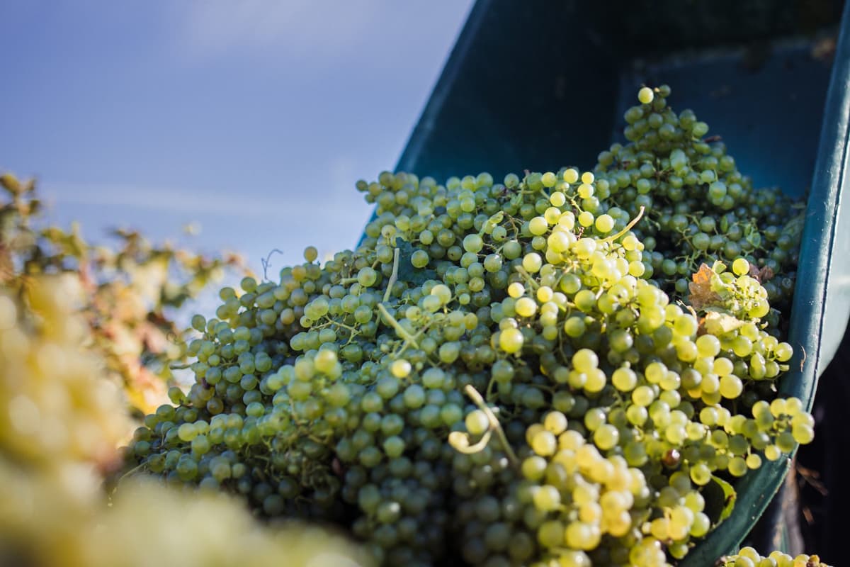 Weingut Müller