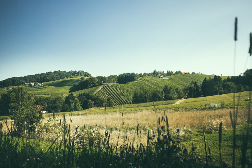 Weingut Gross producent av vin